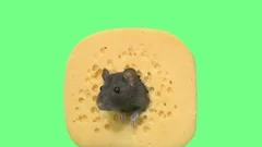 funny pet rat in paper hole | Stock Video | Pond5