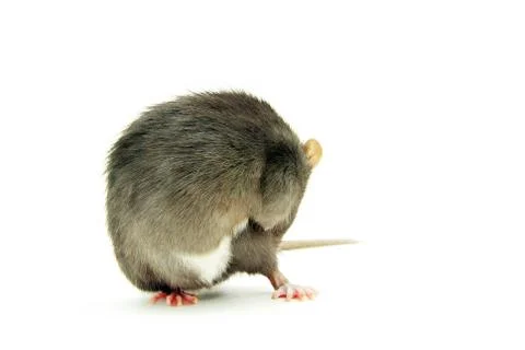 Funny rat Stock Photos