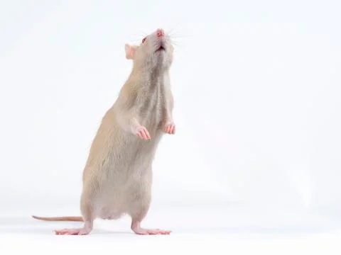 Funny rat. Stock Photos