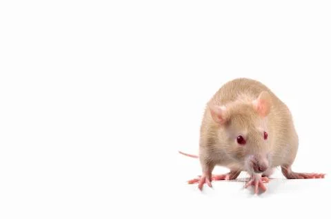 Funny rat. Stock Photos