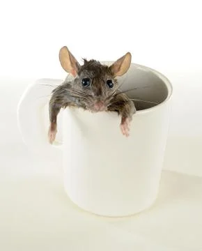 Funny rat. Stock Photos