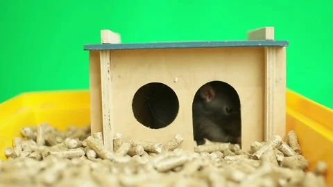 Funny rat sitting in lodge and looking on a green background Stock-Footage 80905059