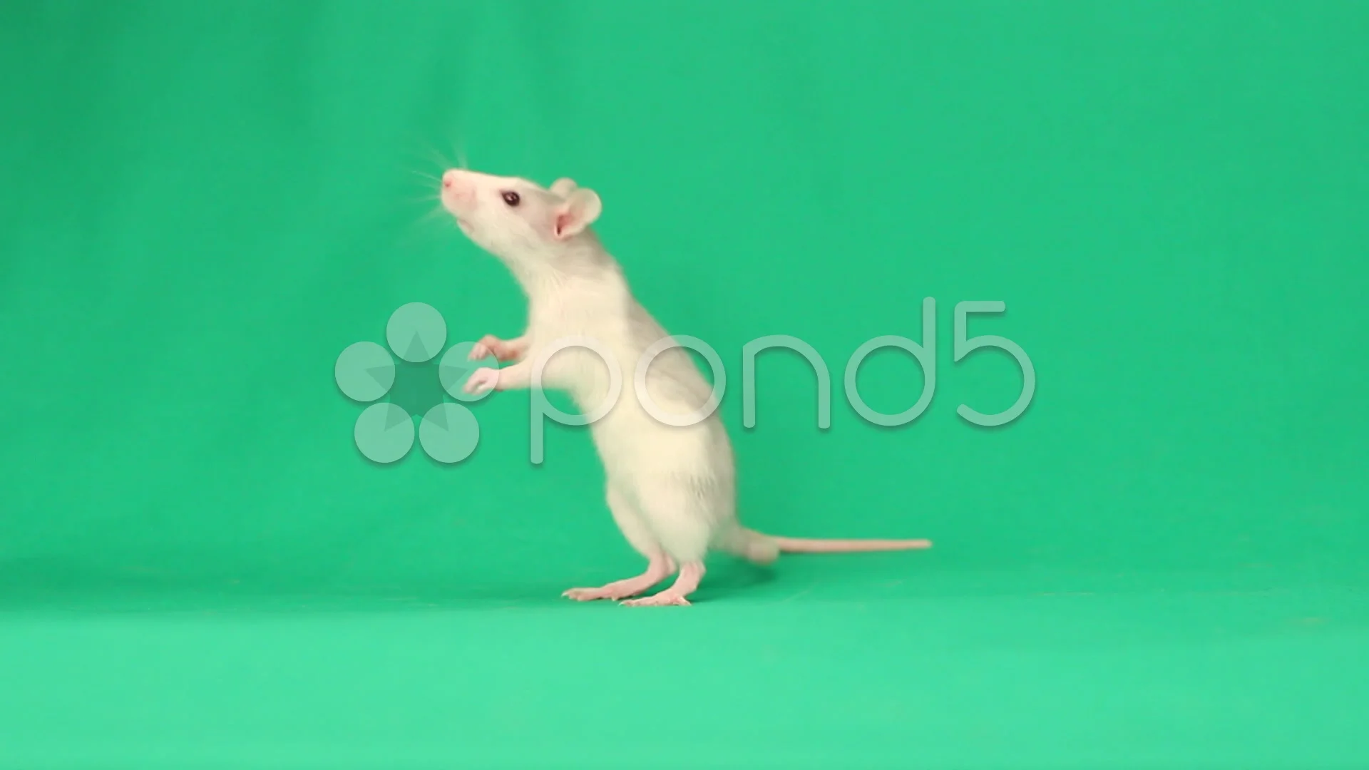 funny rat walks on a green screen | Stock Video | Pond5