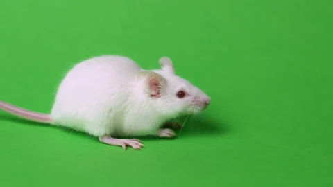 Funny rat washing himself green screen Stock Footage