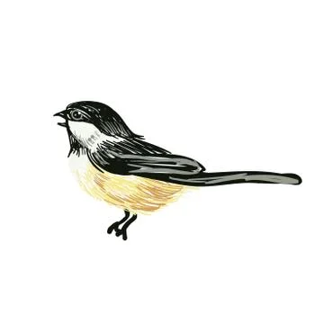 Funny realistic vector Tits and bird feeder on white background. Vector Stock Illustration