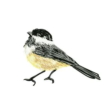 Funny realistic vector Tits and bird feeder on white background. Vector Stock Illustration