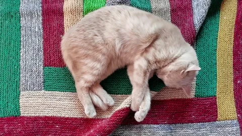 A funny red cat is having fun on a knitted multicolored blanket and moves merril Stock Footage 242333253