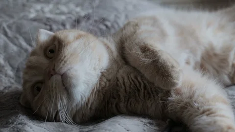 Funny red cat lies on the bed Stock Footage 119707943