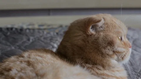 Funny red cat lies on the bed (colour) Stock Footage 119707950