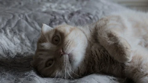 Funny red cat lies on the bed Stock Footage 119707967