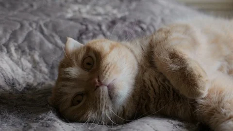 Funny red cat lies on the bed (colour) Stock Footage 119707976