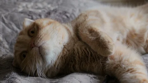 Funny red cat lies on the bed (colour) Stock Footage 119707978