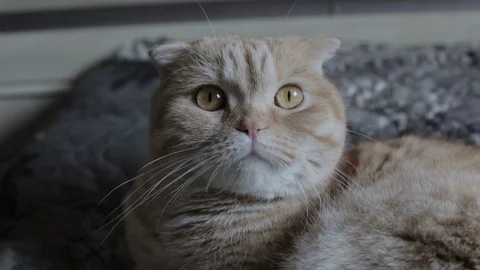 Funny red cat lies on the bed Stock Footage 119707994