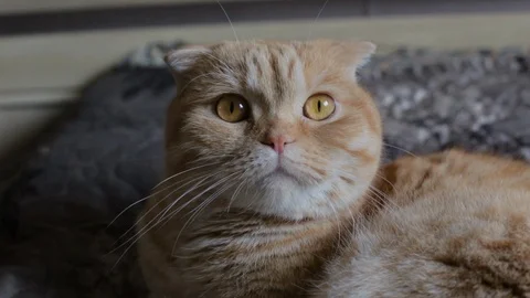Funny red cat lies on the bed (colour) Stock Footage 119707996