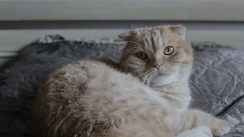 Funny red cat lies on the bed Stock Footage 119708003