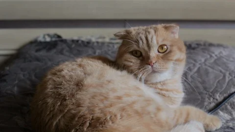  funny red cat lies on the bed (colour) Stock Footage 119708008