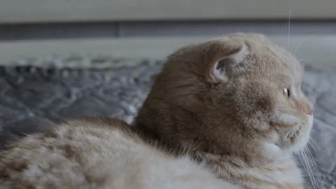  funny red cat lies on the bed Stock Footage 119708026