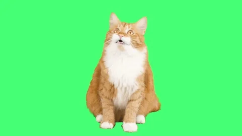 Funny red cat looking up and talking on a green background Stock Footage 77153168