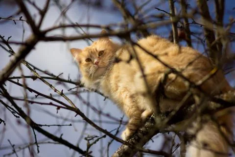 Funny red cat is looking down with amazement. Stock Photos