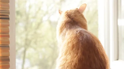 Funny red cat looking out the window Stock Footage 62259733