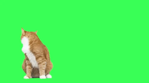 Funny red cat meowing and looking at the green screen Stock Footage 62754891