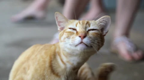 Funny red cat scratching itself Video stock 39342550