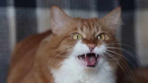 Funny red cat screams Stock Footage 103844858