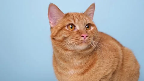 Funny red cat sitting on a blue background with round glasses Stock Footage 238509000