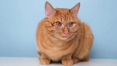 Funny red cat sitting on  blue background with round glasses Stock Footage 238509002