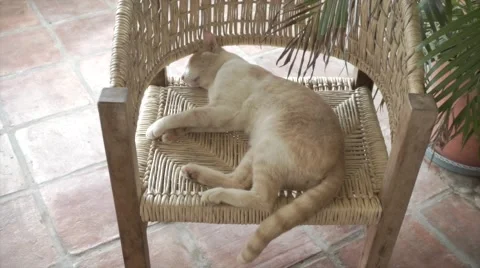 Funny red cat sleeping and relaxing on chair Stock Footage 46161465