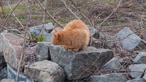 A funny red cat on a walk Stock Footage 331746152