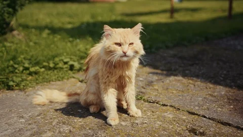 Funny red cat is washed on a sunny day outdoors domestic pet red funny kitten Stock Footage 102749166
