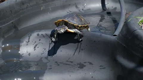Funny red-eared turtle dives into black pool and plops into the water. pet care. Stock Footage 234807324