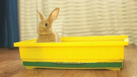 Funny red-haired rabbit in a box Stock Footage 82068474