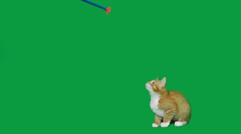 Funny red kitten catch stick on a green screen Stock Footage 54650033