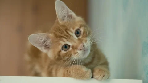 Funny red kitten looks at the camera. blurred room interior. Video stock 279003434