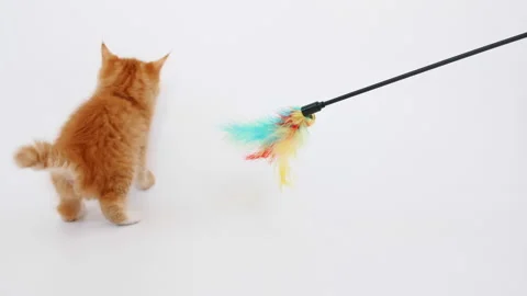 Funny red Kitten trying to catch the toy. Ginger Cat hunting for a mouse on Stock-Footage 158404486