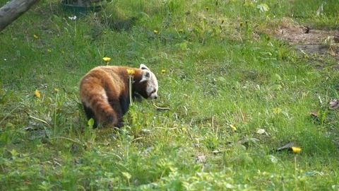 Funny red panda eating grass. Stock Footage 123260071