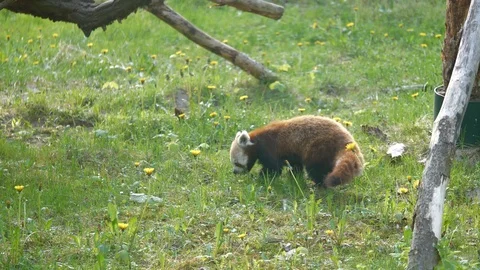 Funny red panda Video stock 123260054