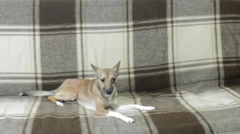 Funny red puppy lying on the sofa Stock Footage 21761792