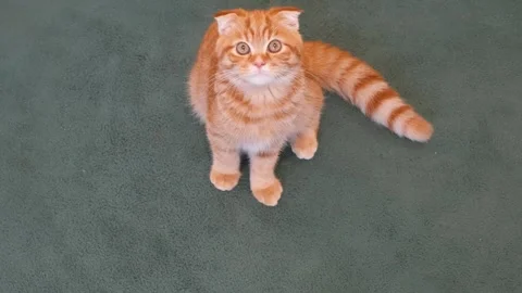 Funny red Scottish Fold kitten lying on green carpet, top view. Stock Footage 340597196