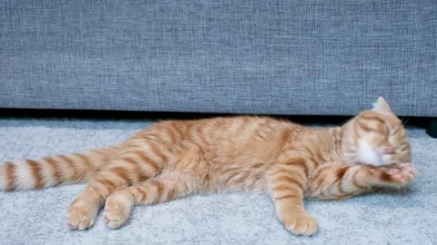 Funny red Scottish Fold kitten lying on gray carpet. Stock Footage 341836901