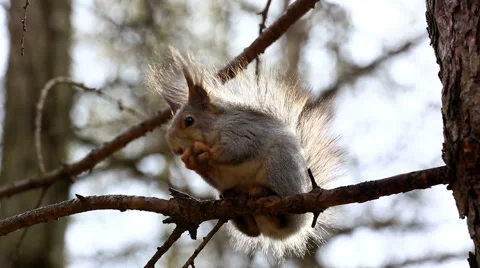 Funny red squirrel on branch Stock Footage 54622825