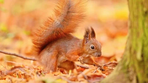 Funny red squirrel burying a nut in the leaves Stock Footage 278653951