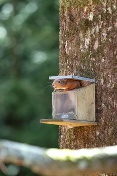 Funny Red Squirrel in a feeder Foto stock