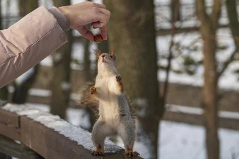 Funny red squirrel standing on two legs reaches for food in the human hand Stock-Fotos