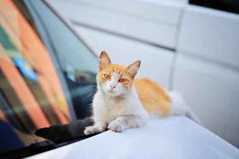 Funny redhead cat on the car Stock Photos