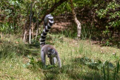 A funny ring-tailed lemur in its natural environment Stock Photos