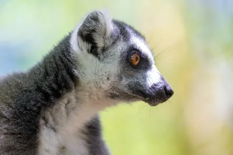 A funny ring-tailed lemur in its natural environment Stock Photos