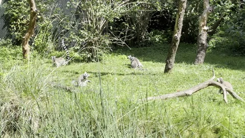 Funny ring-tailed lemurs. Stock video clip. Stock Footage 202258339